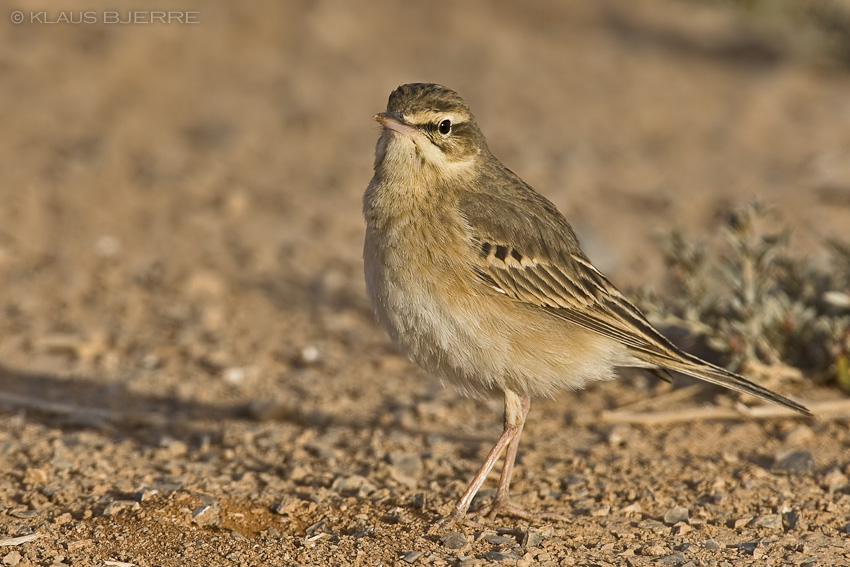 Tawny Pipit_KBJ8257.jpg - Tawny Pipit - Kibbutz Neot Semadar